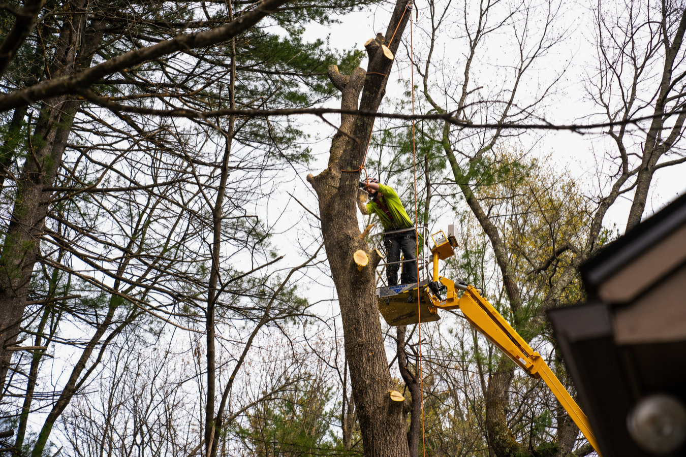 Tree removal in Poway, CA