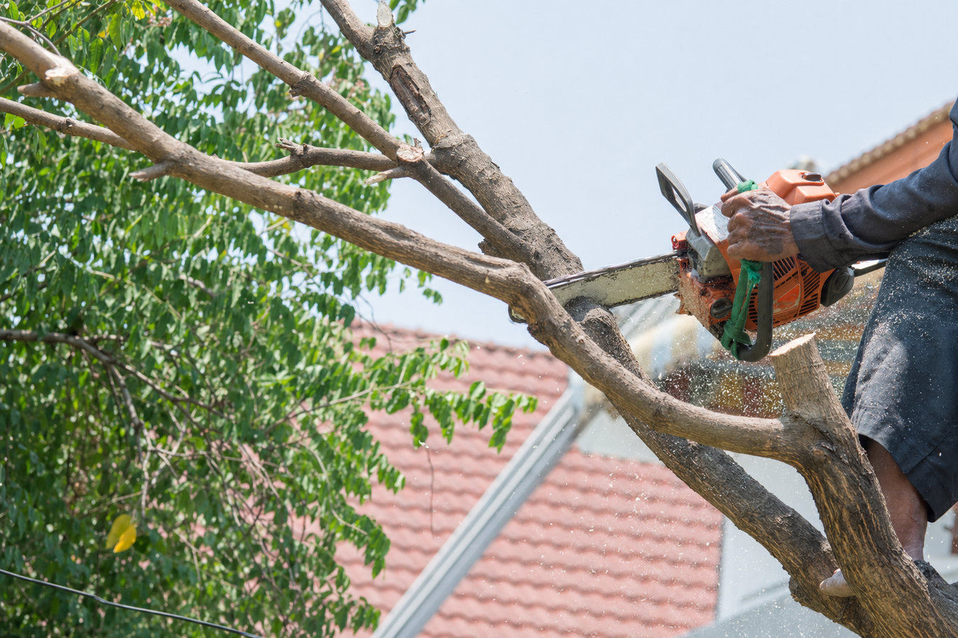 Tree trimming in Poway, CA